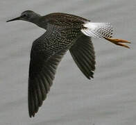 Lesser Yellowlegs