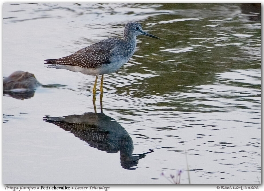 Lesser Yellowlegs