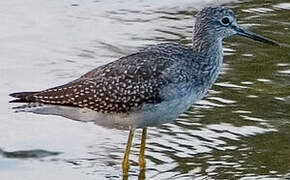 Lesser Yellowlegs