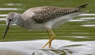 Lesser Yellowlegs