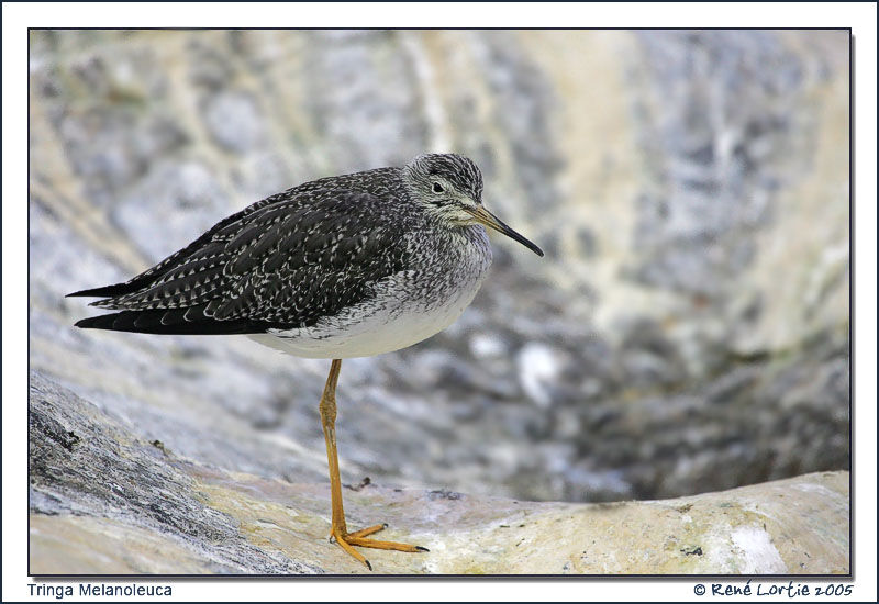 Greater Yellowlegs