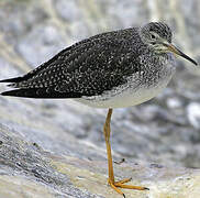 Greater Yellowlegs