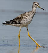 Greater Yellowlegs