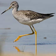 Greater Yellowlegs