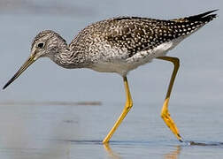 Greater Yellowlegs