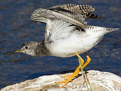 Greater Yellowlegs