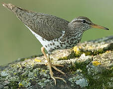 Spotted Sandpiper