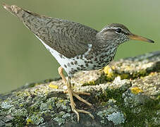 Spotted Sandpiper