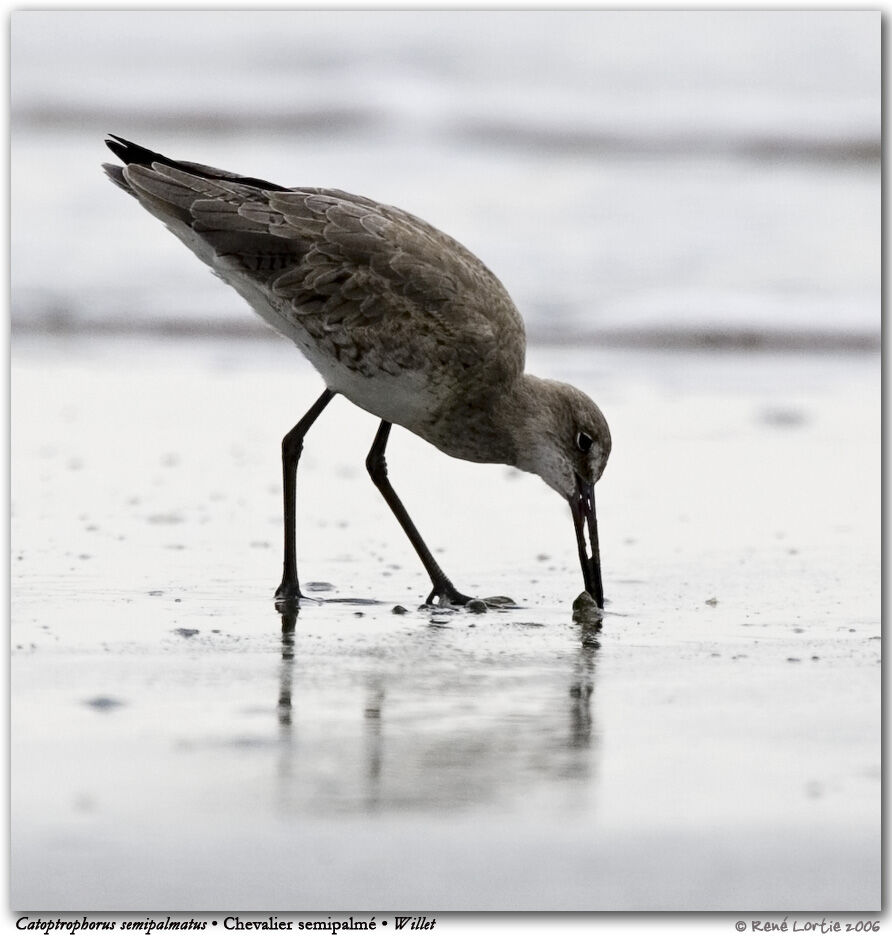 Willet