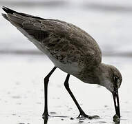 Willet