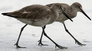 Willet