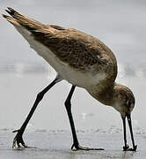 Willet