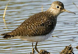 Solitary Sandpiper