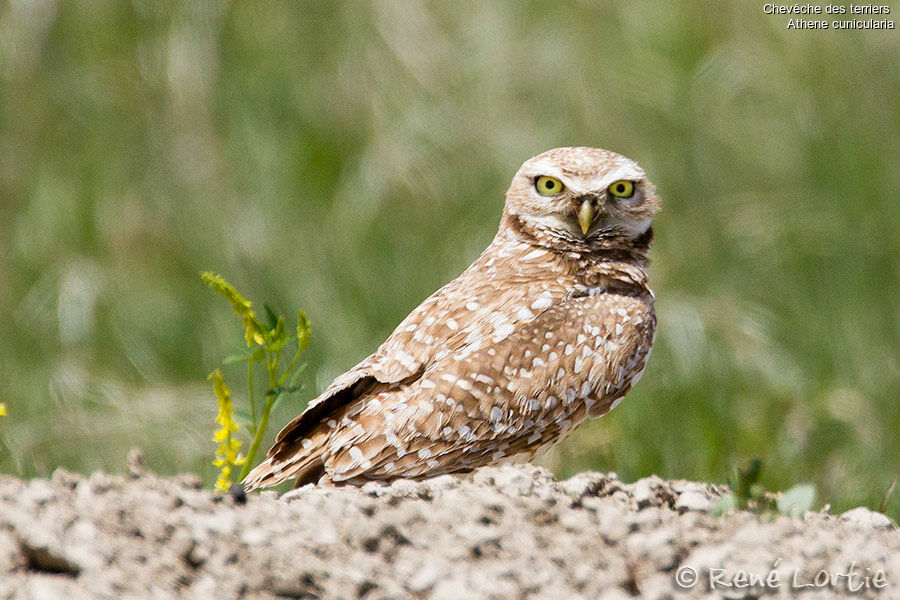 Burrowing Owladult, identification