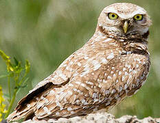 Burrowing Owl