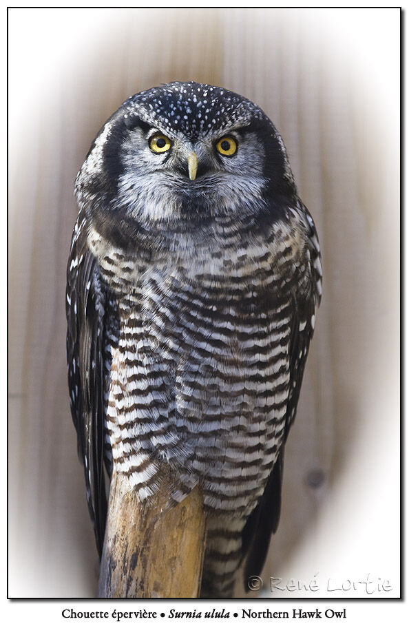 Northern Hawk-Owl