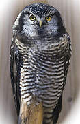 Northern Hawk-Owl