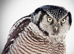 Northern Hawk-Owl