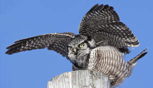 Northern Hawk-Owl