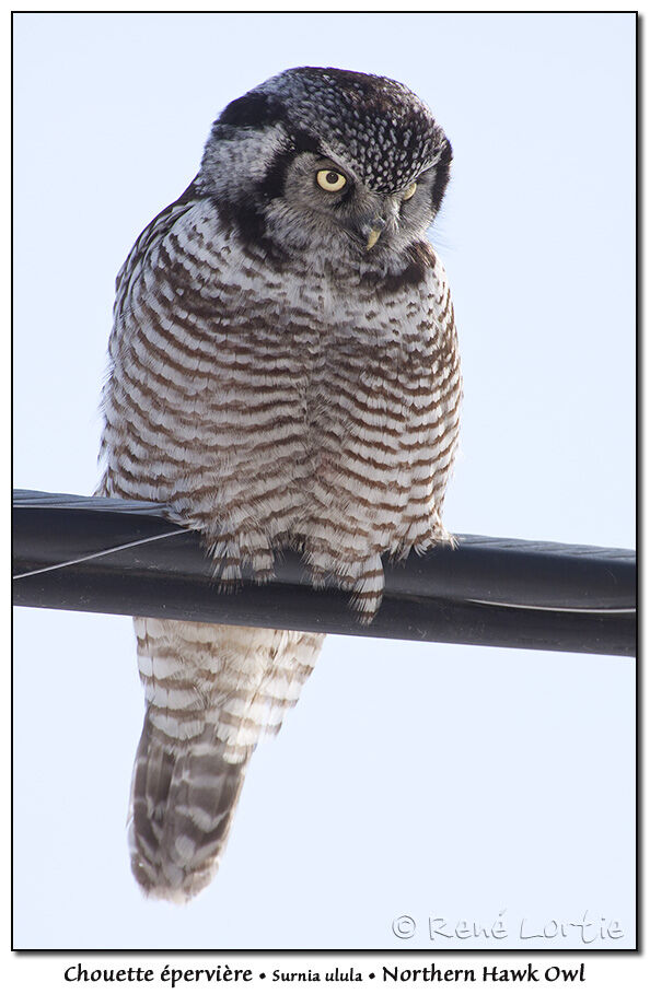 Northern Hawk-Owl