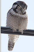 Northern Hawk-Owl