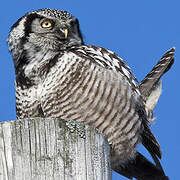 Northern Hawk-Owl