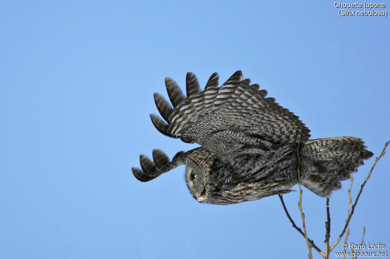 Great Grey Owl