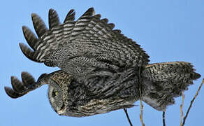 Great Grey Owl