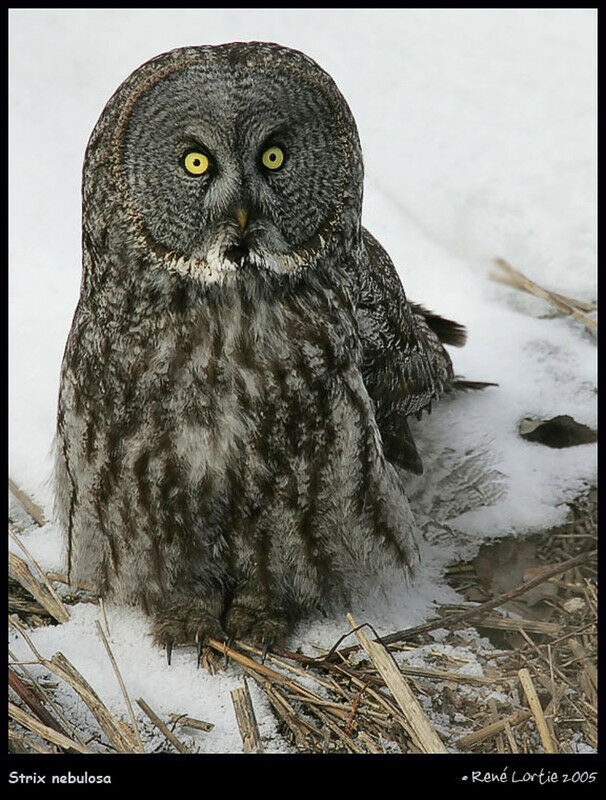 Great Grey Owl