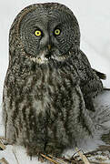 Great Grey Owl