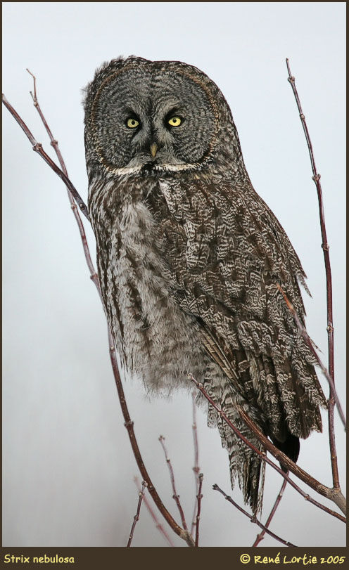 Great Grey Owl