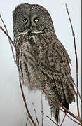 Great Grey Owl