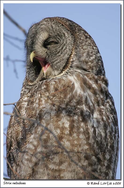 Great Grey Owl