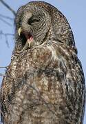 Great Grey Owl