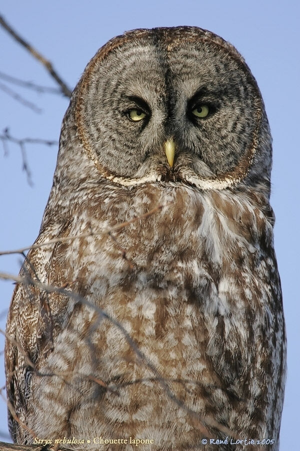 Great Grey Owl