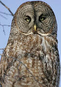 Great Grey Owl