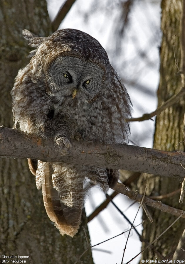 Great Grey Owl