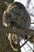 Great Grey Owl