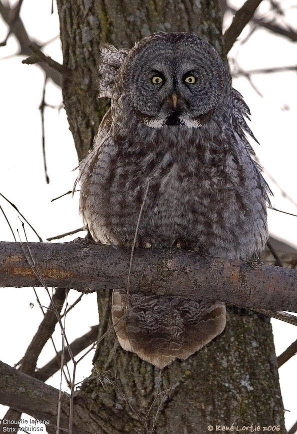 Great Grey Owl