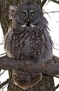 Great Grey Owl