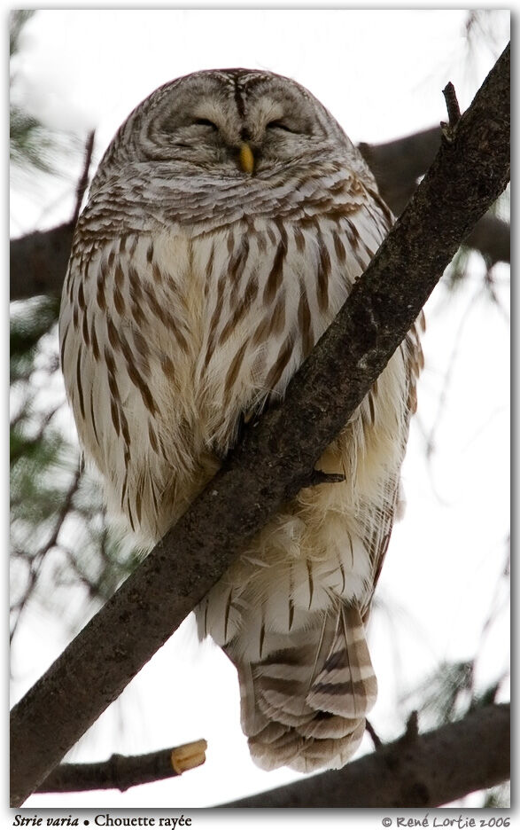 Barred Owl