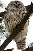 Barred Owl