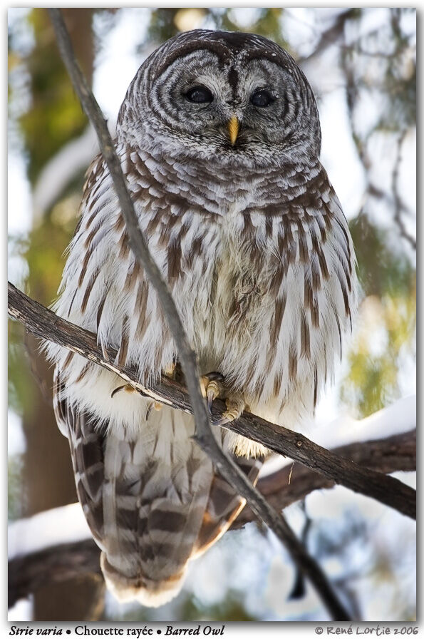 Barred Owl