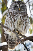 Barred Owl