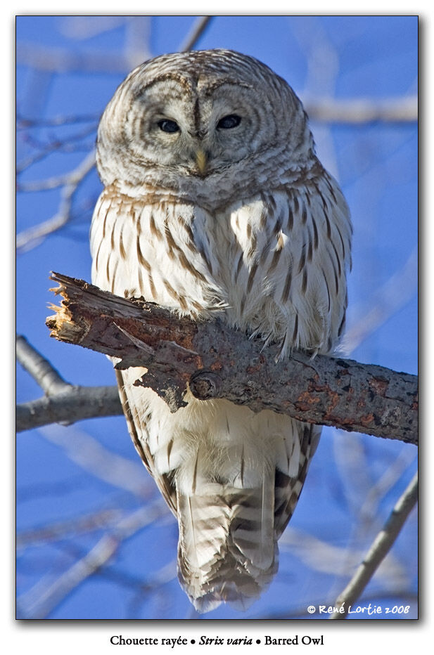 Barred Owladult post breeding