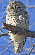 Barred Owl