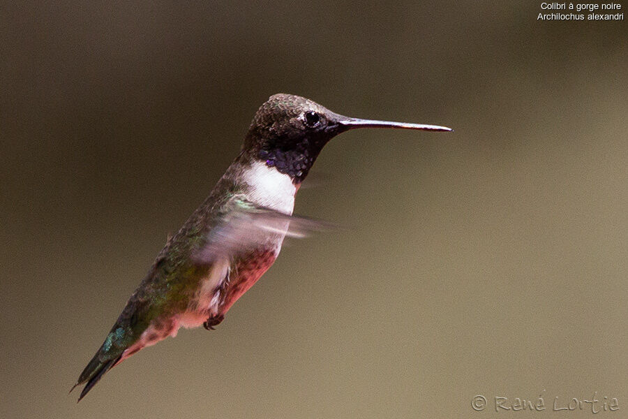 Colibri à gorge noireadulte, Vol