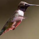 Colibri à gorge noire