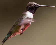 Colibri à gorge noire