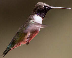 Colibri à gorge noire